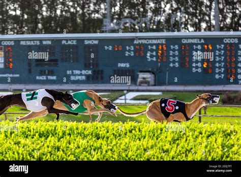 west palm beach greyhound dog track results.